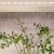 Лента светодиодная FITO-Strip Light-Rа90-3m 3м для растений полноспектральная IP65 Эра Б0059881