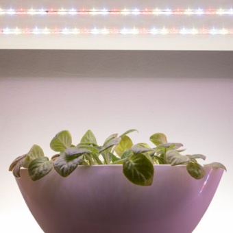 Лента светодиодная FITO-Strip Light-Rа90-3m 3м для растений полноспектральная IP65 Эра Б0059881